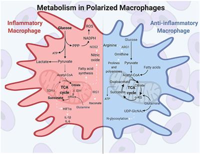 MicroRNAs: At the Interface of Metabolic Pathways and Inflammatory Responses by Macrophages